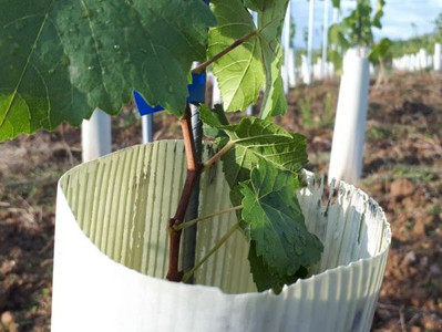 Eine erdölbasierte Wuchshülle im Weinbau. Wuchshüllen dieser Art sollten rasch zurückgebaut werden; nicht selten wird ihr Rückbau allerdings vernachlässigt. Quelle: Sebastian Hein